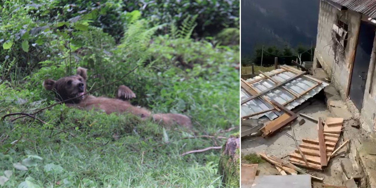 Rize’nin Çamlıhemşin Ilçesine Bağlı Koçdüzü Ve Boğaz Yaylası