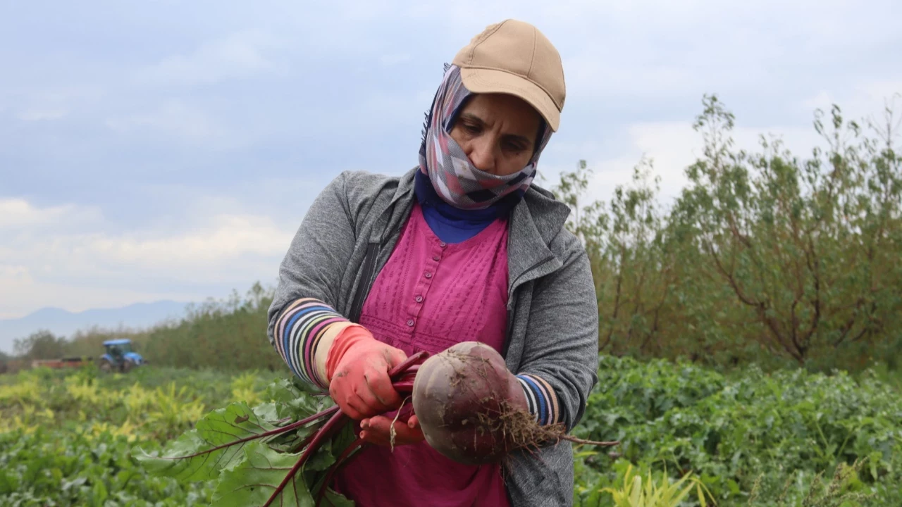 Kırmızı Pancarda Hasat