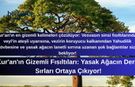 Kur'an'ın Gizemli Fısıltıları: Yasak Ağacın Derin Sırları Ortaya Çıkıyor!