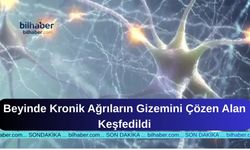 Beyinde Kronik Ağrıların Gizemini Çözen Alan Keşfedildi
