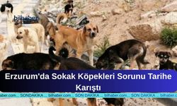 Erzurum'da Sokak Köpekleri Sorunu Tarihe Karıştı