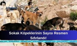 Sokak Köpeklerinin Sayısı Resmen Sıfırlandı!