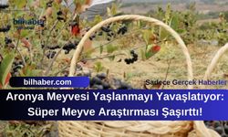 Aronya Meyvesi Yaşlanmayı Yavaşlatıyor: Süper Meyve Araştırması Şaşırttı!