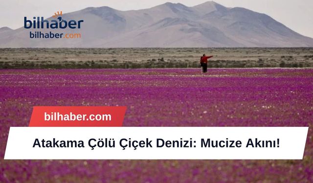 Atakama Çölü Çiçek Denizi: Mucize Akını!