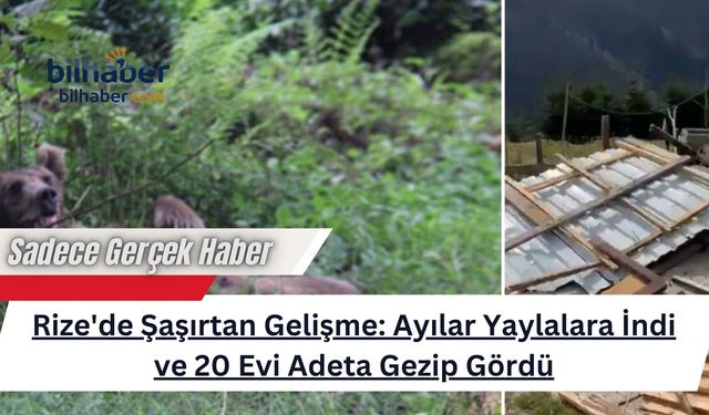Rize'de Şaşırtan Gelişme: Ayılar Yaylalara İndi ve 20 Evi Adeta Gezip Gördü