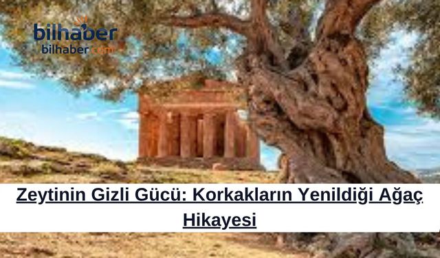 Zeytinin Gizli Gücü: Korkakların Yenildiği Ağaç Hikayesi