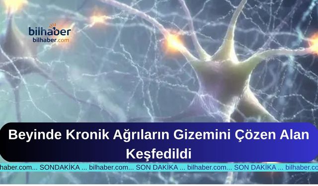 Beyinde Kronik Ağrıların Gizemini Çözen Alan Keşfedildi