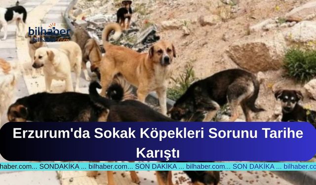 Erzurum'da Sokak Köpekleri Sorunu Tarihe Karıştı