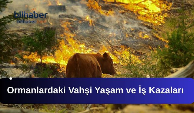 Ormanlardaki Vahşi Yaşam ve İş Kazaları