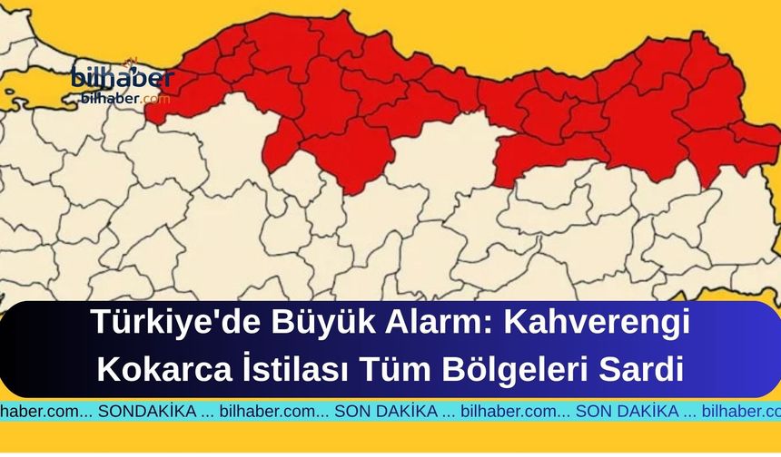 Türkiye'de Büyük Alarm: Kahverengi Kokarca İstilası Tüm Bölgeleri Sardi